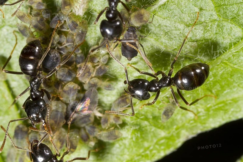 Glossy black wood ant