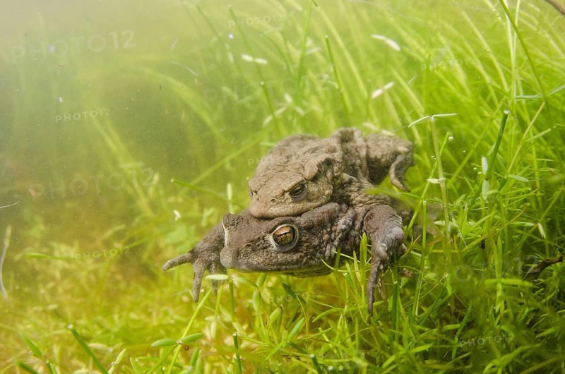 Common Toad