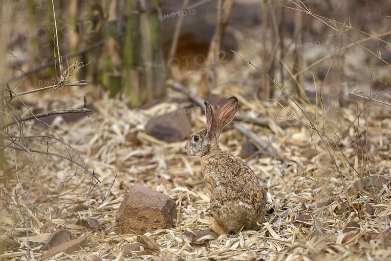 Indian hare