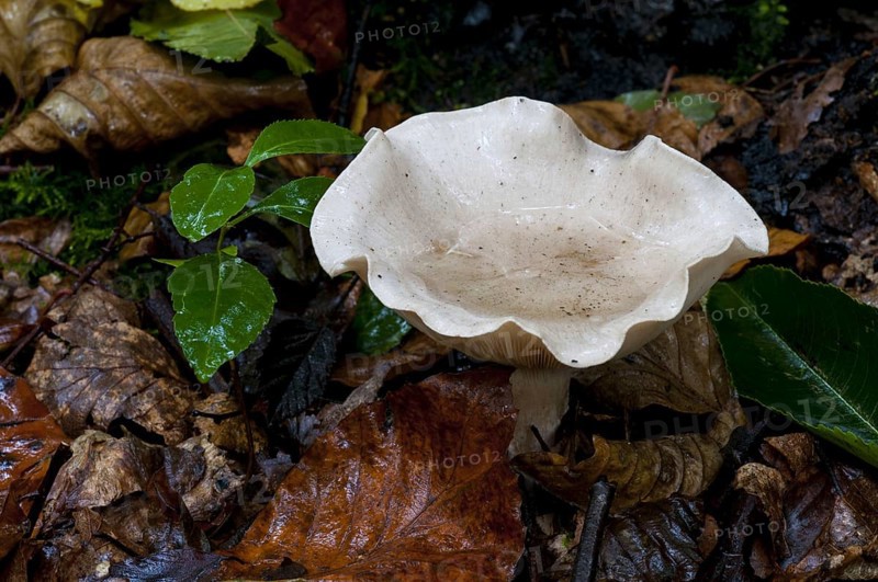 Clouded funnel fungus