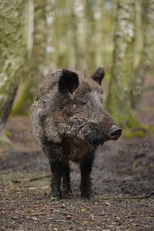 Wild boar