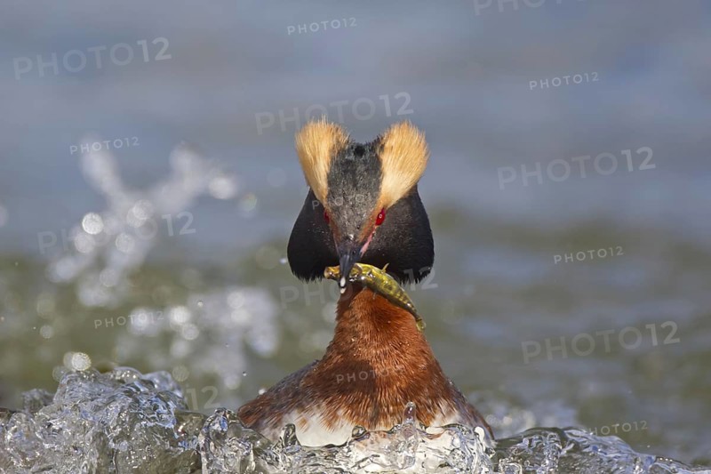 Horned grebe