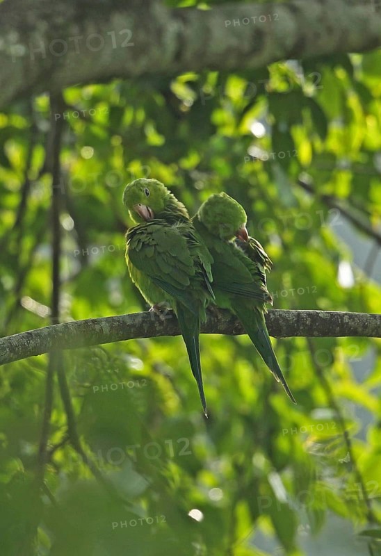 Plain parakeet