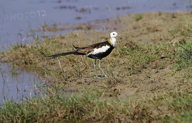 Pheasant-tailed jacana