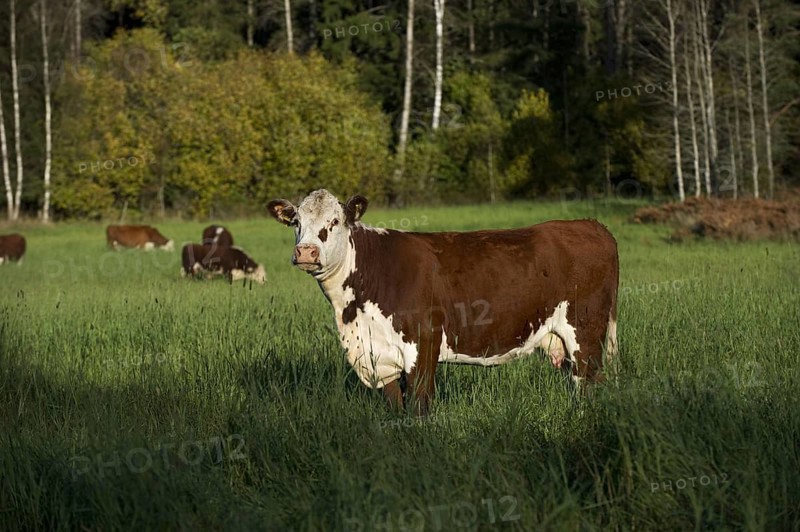 Domestic Cattle