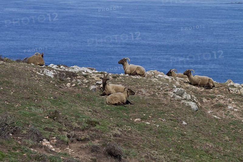 Manx Loaghtan sheep