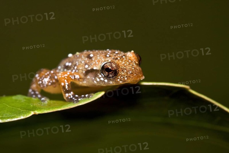 Engmaul frog
