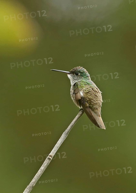 Azure-crowned Hummingbird