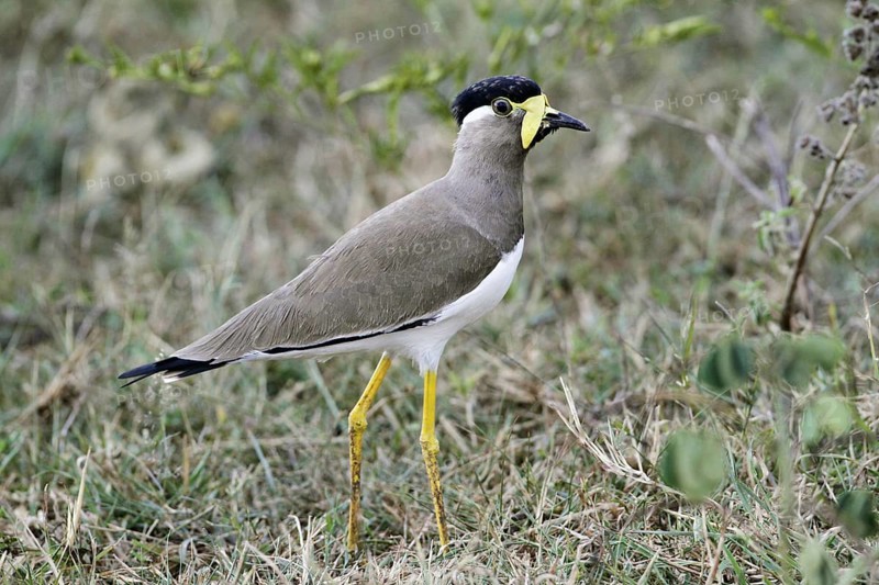 Yellow-wattled Lapwing