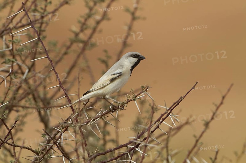 Desert Sparrow