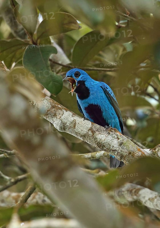 Blue cotinga
