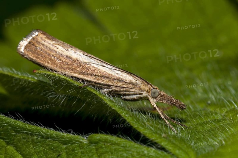 Common Grass-veneer
