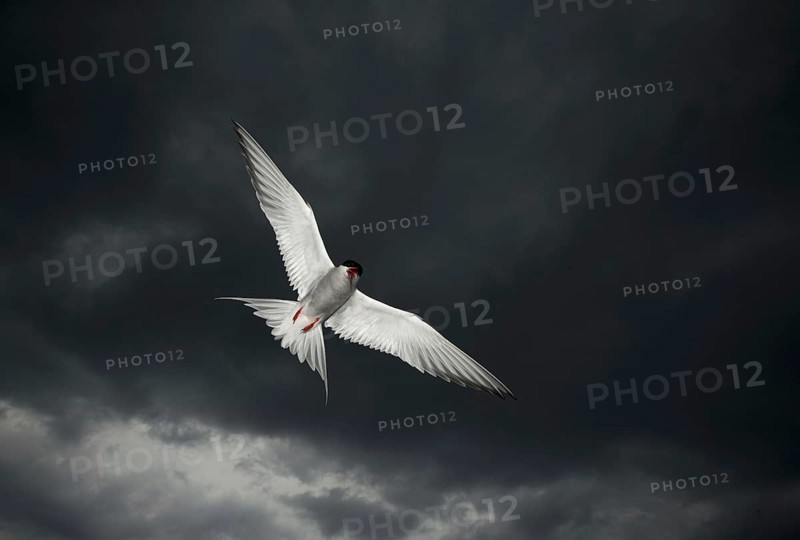 Arctic Tern