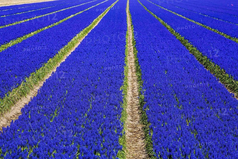 Fields of grape hyacinths in bloom