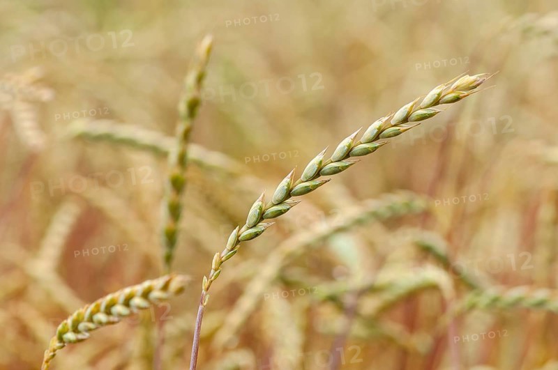 Grain ears