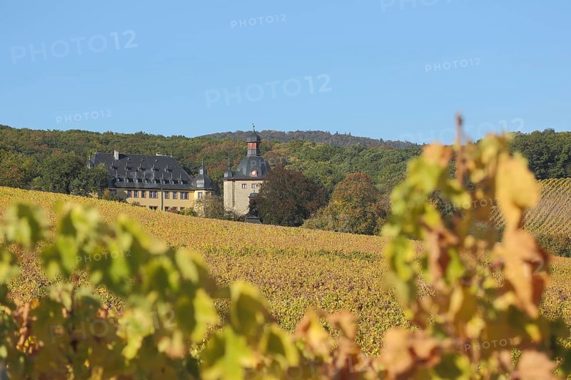 Autumn Landscape with Vines and Vollrads Castle