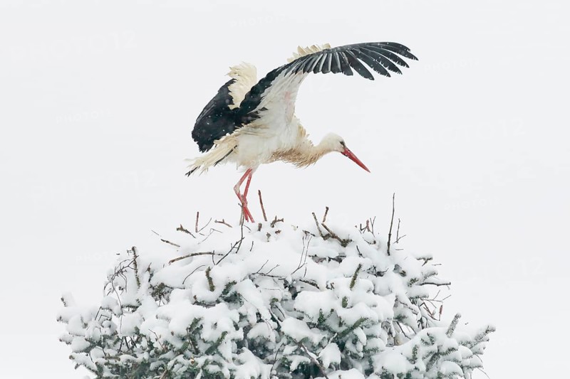 White stork standing in the nest in the middle of a snowstorm and shaking off the snow with wing beats