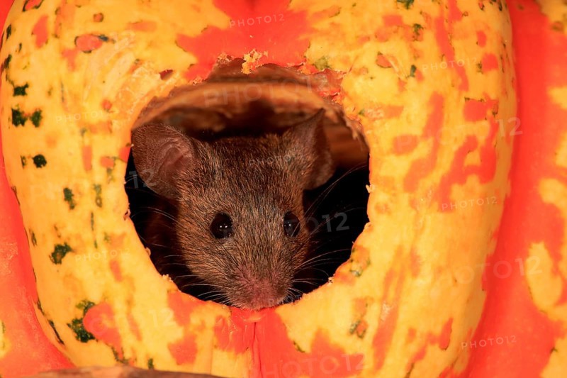 House Mouse