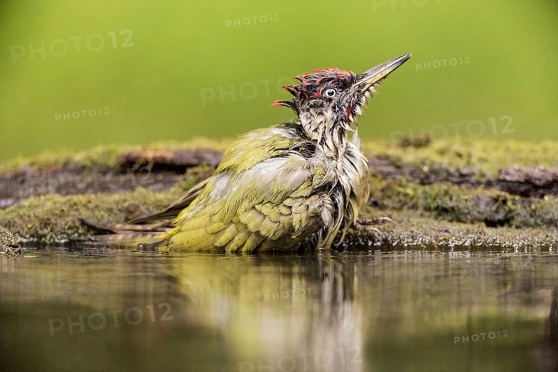 European Green Woodpecker