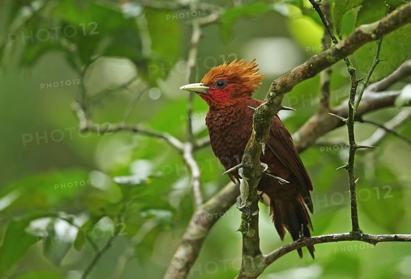 Chestnut-colored woodpeckers