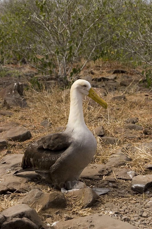 Waved Albatross