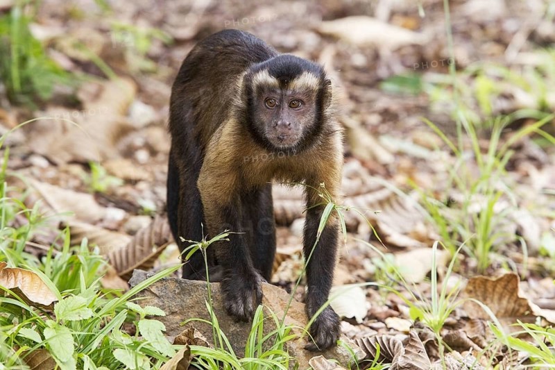 Brown Capuchin