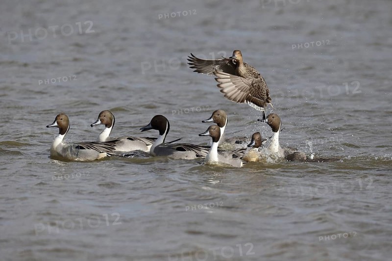 Northern pintail