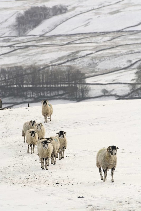 Swaledale Sheep