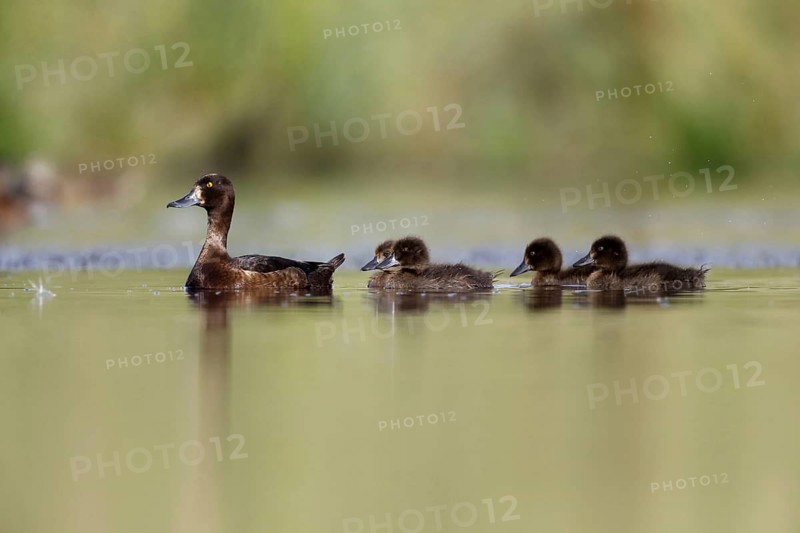 Tufted Duck