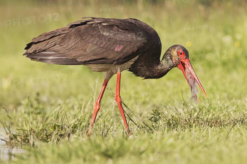 Black stork
