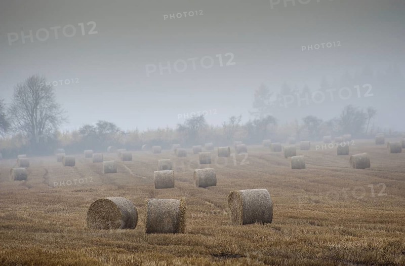 Round bales of straw in a stubble field on a rainy and misty day