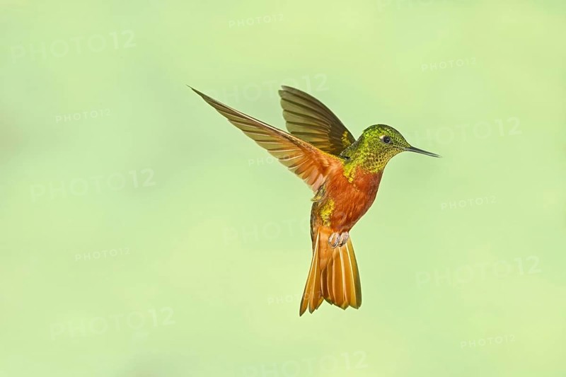 Chestnut-breasted Coronet