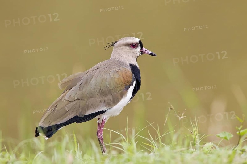Southern Lapwing