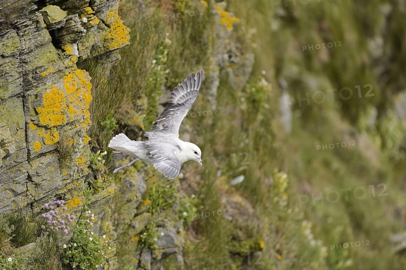 Northern northern fulmar