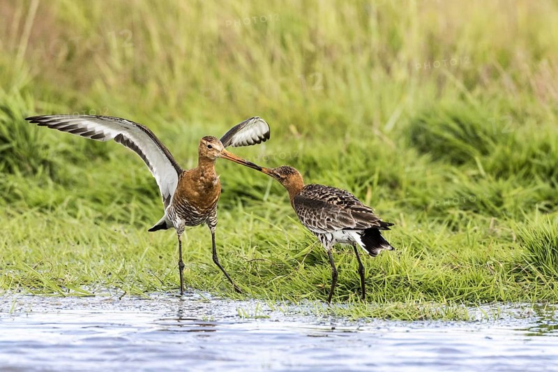 Black-tailed godwits in summer plumage fight