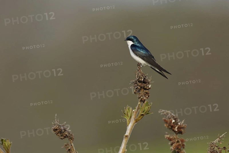 Tree Swallow