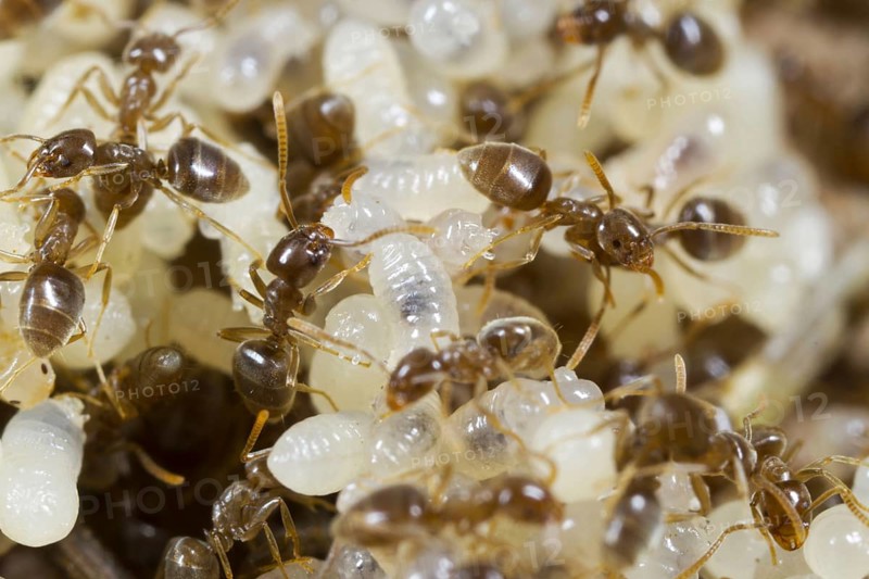 Ant