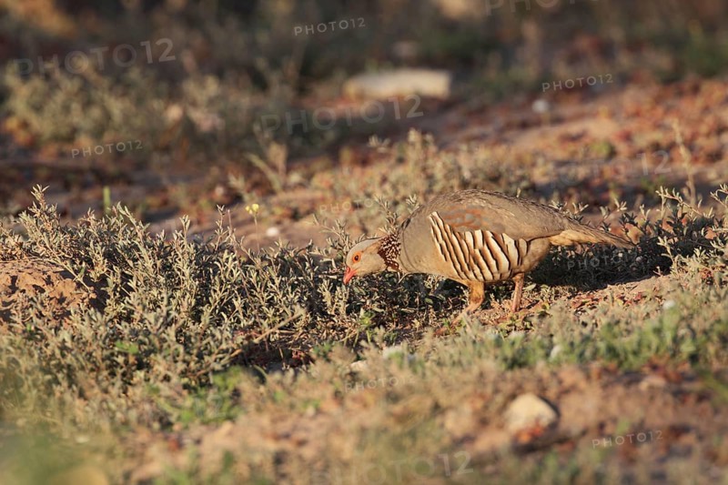 Barbary Partridge