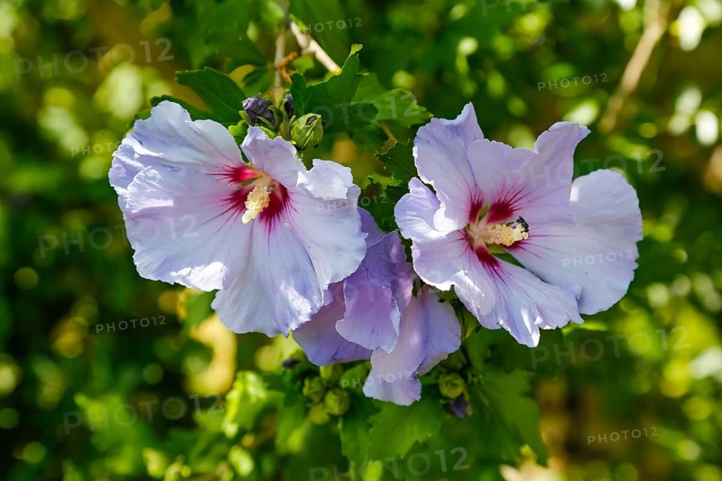 Hibiskus