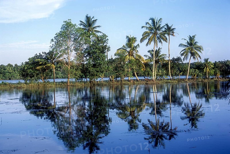 Coconut trees with reflection