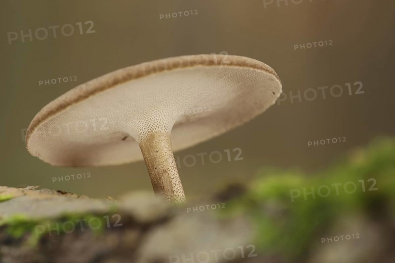 Bottom of the cap of the winter porling