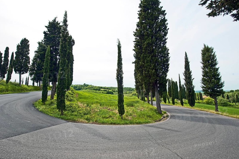 Cypresses