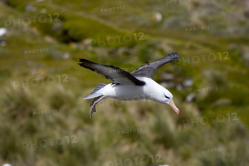 Black-browed Albatross