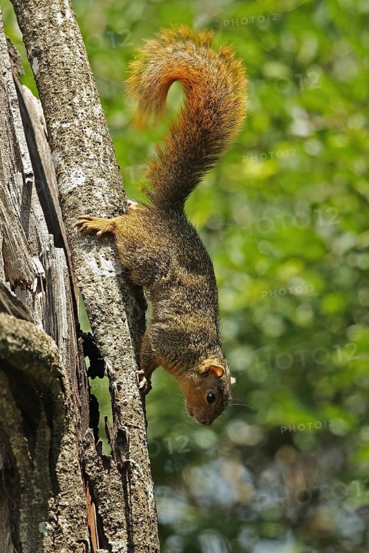Red bush squirrel