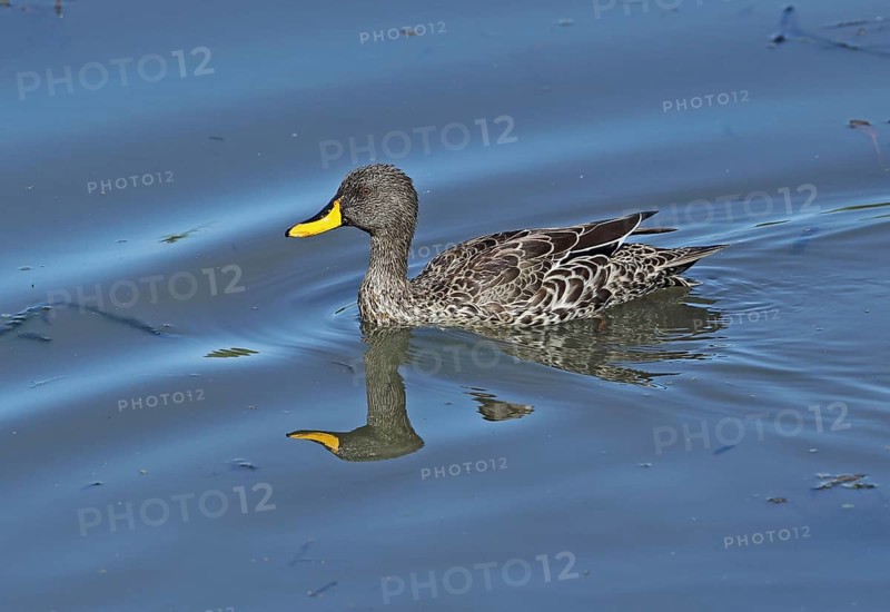Yellow-billed Duck