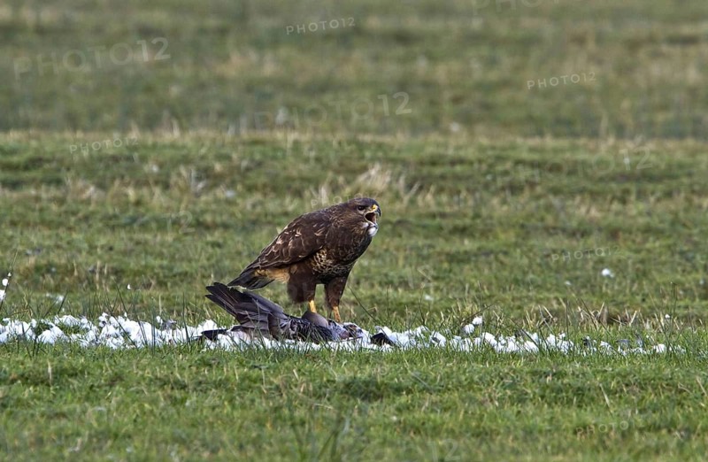 Buzzard feeding on Barnacle Goose