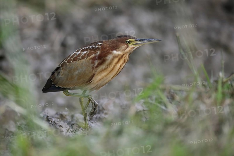 Von Schrenck's von schrenck's bittern
