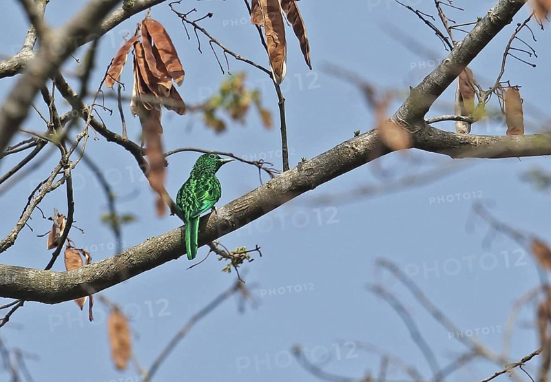African Emerald Cuckoo
