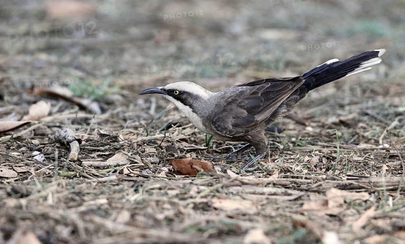 Grey-crowned Babbler