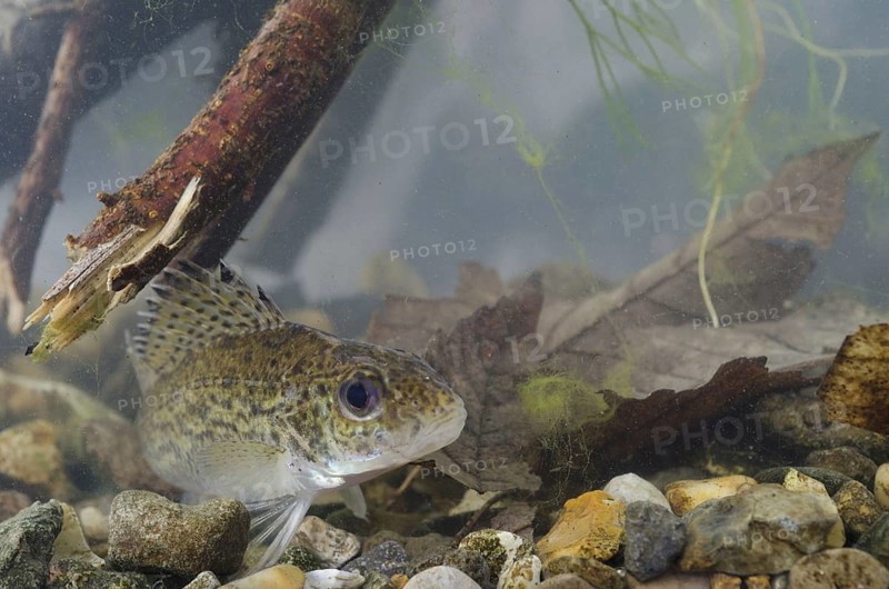 Eurasian Ruffe